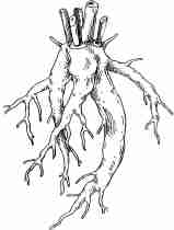Pachycaul
